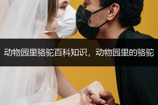 动物园里骆驼百科知识，动物园里的骆驼