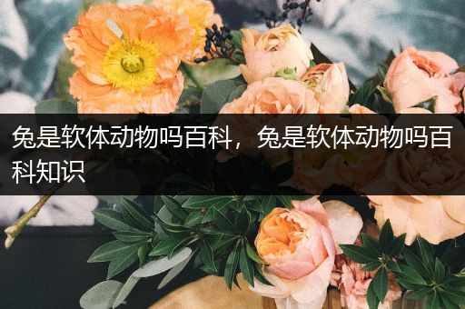 兔是软体动物吗百科，兔是软体动物吗百科知识