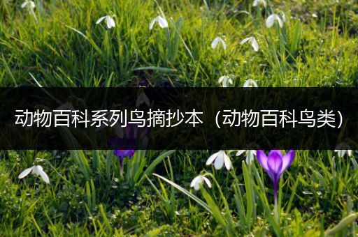 动物百科系列鸟摘抄本（动物百科鸟类）