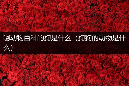嗯动物百科的狗是什么（狗狗的动物是什么）