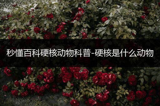 秒懂百科硬核动物科普-硬核是什么动物