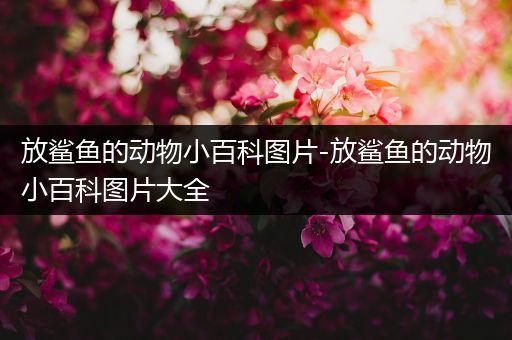 放鲨鱼的动物小百科图片-放鲨鱼的动物小百科图片大全