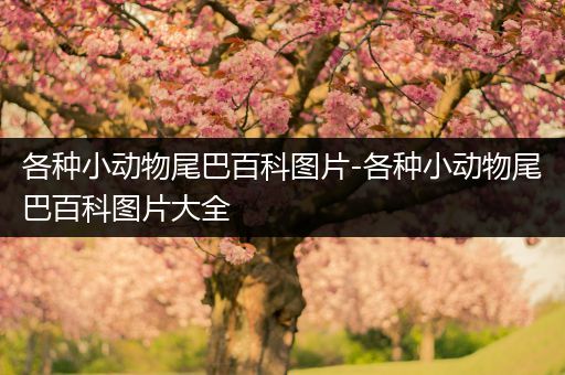 各种小动物尾巴百科图片-各种小动物尾巴百科图片大全