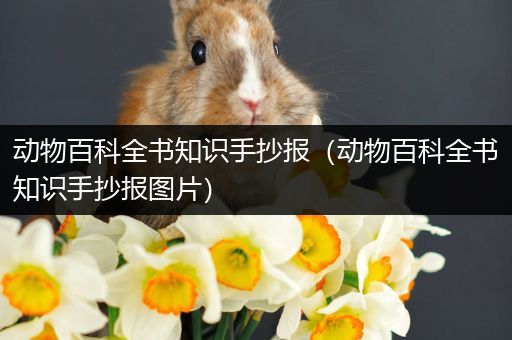 动物百科全书知识手抄报（动物百科全书知识手抄报图片）