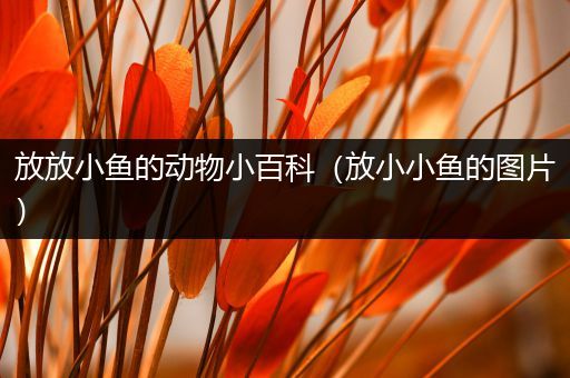 放放小鱼的动物小百科（放小小鱼的图片）