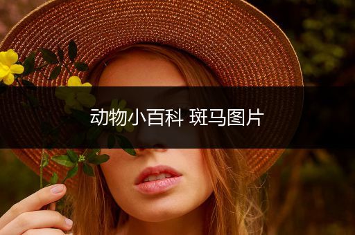 动物小百科 斑马图片