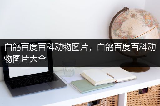 白鸽百度百科动物图片，白鸽百度百科动物图片大全