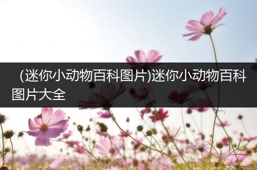 （迷你小动物百科图片)迷你小动物百科图片大全