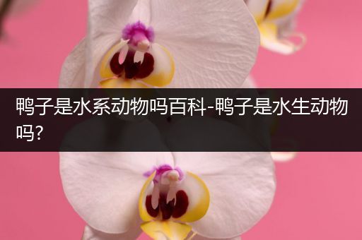 鸭子是水系动物吗百科-鸭子是水生动物吗?