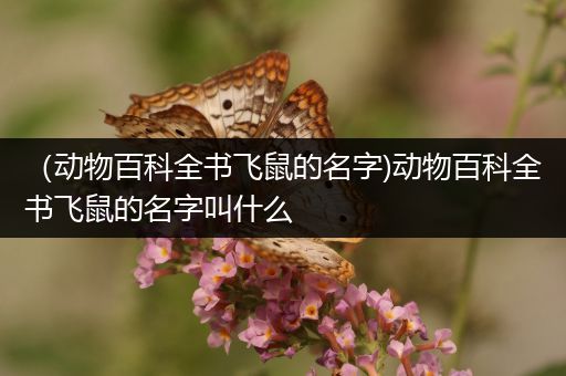 （动物百科全书飞鼠的名字)动物百科全书飞鼠的名字叫什么
