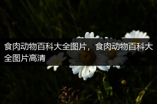 食肉动物百科大全图片，食肉动物百科大全图片高清