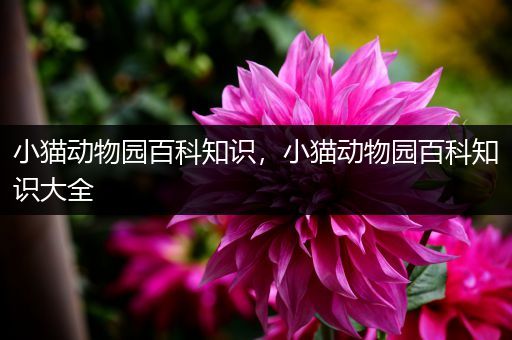 小猫动物园百科知识，小猫动物园百科知识大全