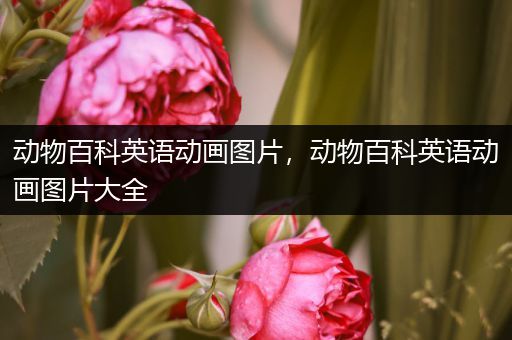 动物百科英语动画图片，动物百科英语动画图片大全