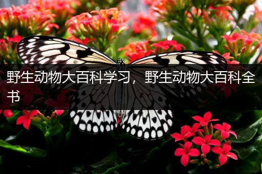 野生动物大百科学习，野生动物大百科全书