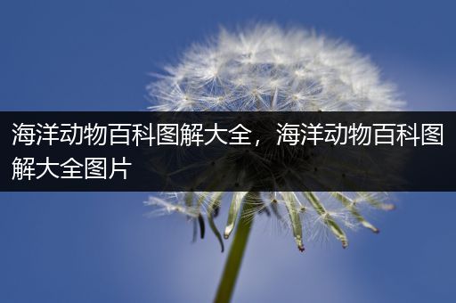 海洋动物百科图解大全，海洋动物百科图解大全图片