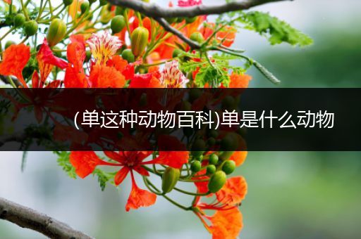 （单这种动物百科)单是什么动物