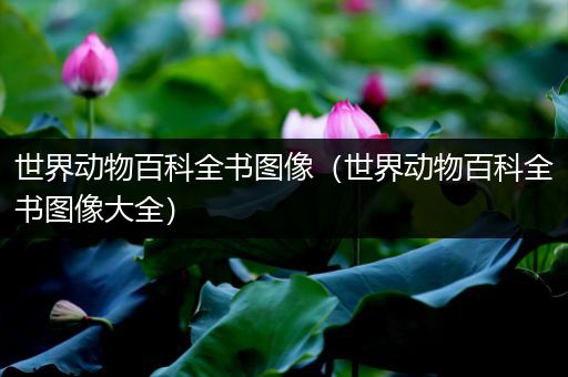 世界动物百科全书图像（世界动物百科全书图像大全）