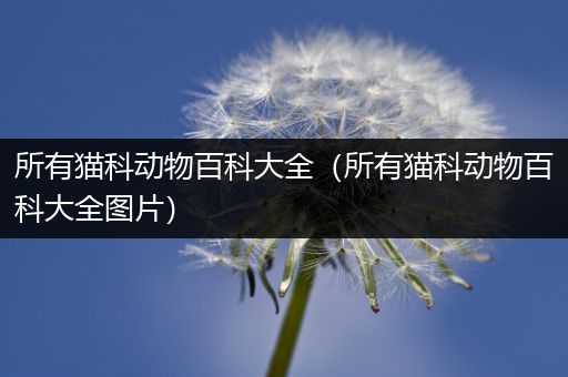 所有猫科动物百科大全（所有猫科动物百科大全图片）