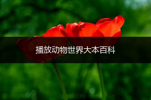 播放动物世界大本百科