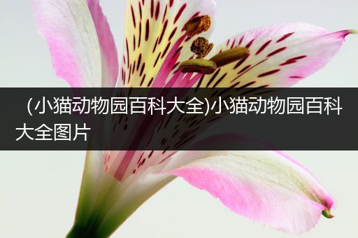 （小猫动物园百科大全)小猫动物园百科大全图片