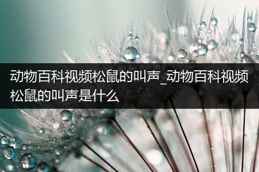 动物百科视频松鼠的叫声_动物百科视频松鼠的叫声是什么