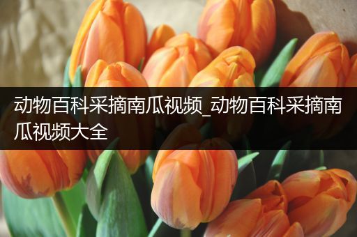 动物百科采摘南瓜视频_动物百科采摘南瓜视频大全