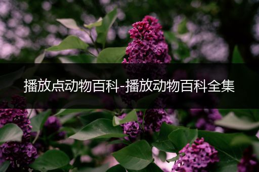 播放点动物百科-播放动物百科全集