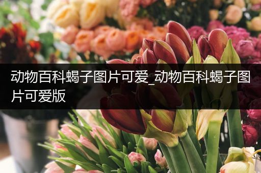 动物百科蝎子图片可爱_动物百科蝎子图片可爱版