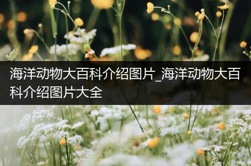 海洋动物大百科介绍图片_海洋动物大百科介绍图片大全
