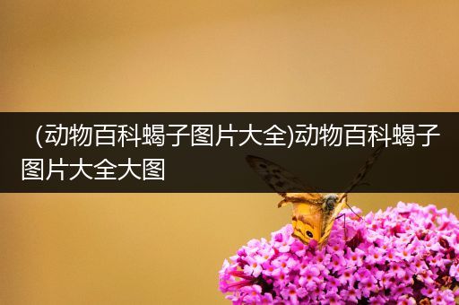 （动物百科蝎子图片大全)动物百科蝎子图片大全大图