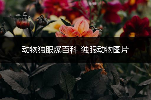 动物独眼爆百科-独眼动物图片