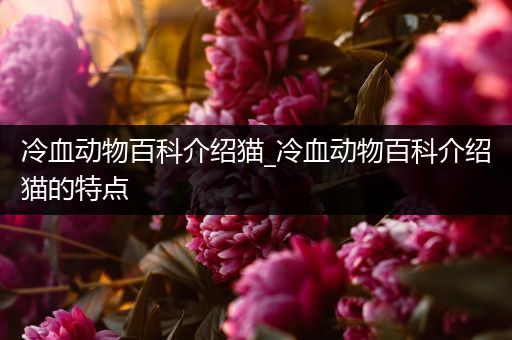 冷血动物百科介绍猫_冷血动物百科介绍猫的特点