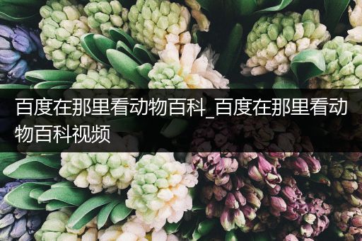 百度在那里看动物百科_百度在那里看动物百科视频