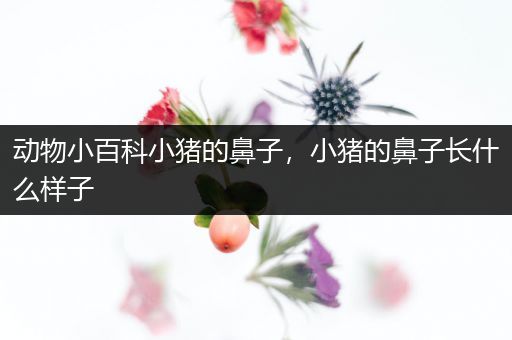 动物小百科小猪的鼻子，小猪的鼻子长什么样子