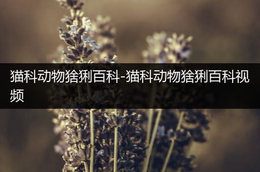 猫科动物猞猁百科-猫科动物猞猁百科视频