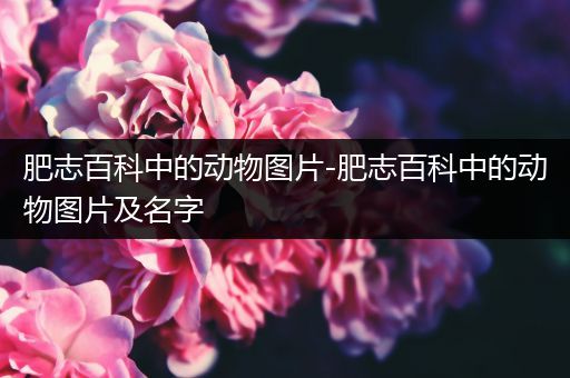 肥志百科中的动物图片-肥志百科中的动物图片及名字