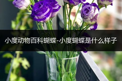 小度动物百科蝴蝶-小度蝴蝶是什么样子