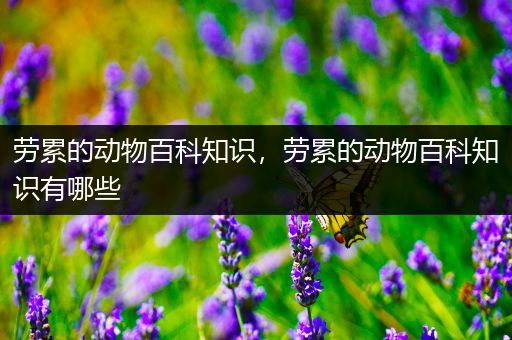 劳累的动物百科知识，劳累的动物百科知识有哪些