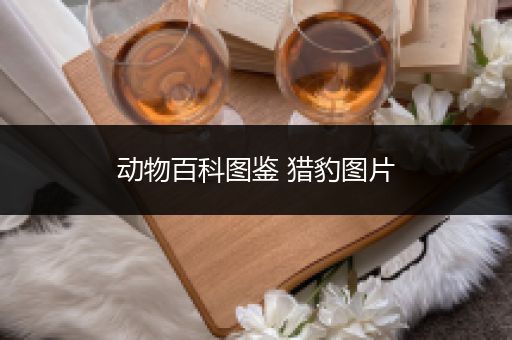 动物百科图鉴 猎豹图片