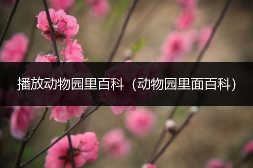 播放动物园里百科（动物园里面百科）