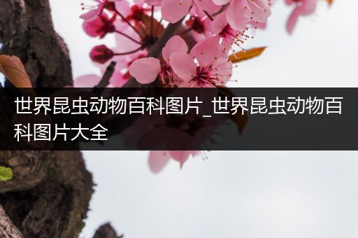 世界昆虫动物百科图片_世界昆虫动物百科图片大全