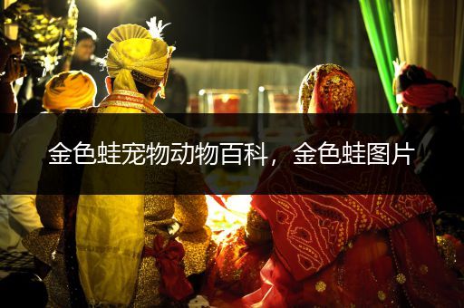 金色蛙宠物动物百科，金色蛙图片