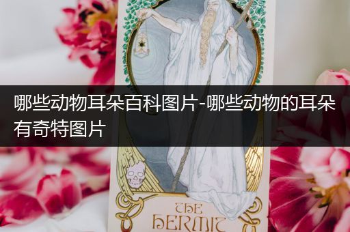 哪些动物耳朵百科图片-哪些动物的耳朵有奇特图片