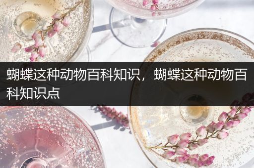 蝴蝶这种动物百科知识，蝴蝶这种动物百科知识点