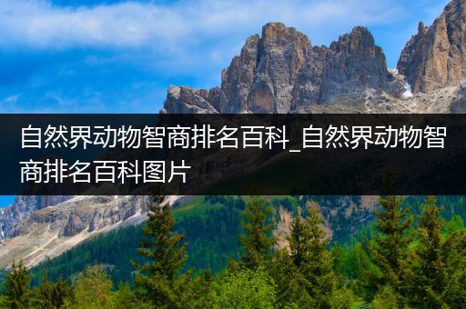自然界动物智商排名百科_自然界动物智商排名百科图片