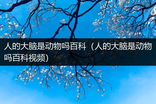 人的大脑是动物吗百科（人的大脑是动物吗百科视频）