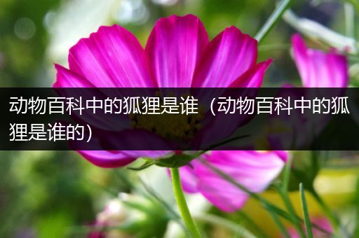 动物百科中的狐狸是谁（动物百科中的狐狸是谁的）