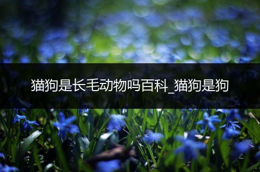 猫狗是长毛动物吗百科_猫狗是狗