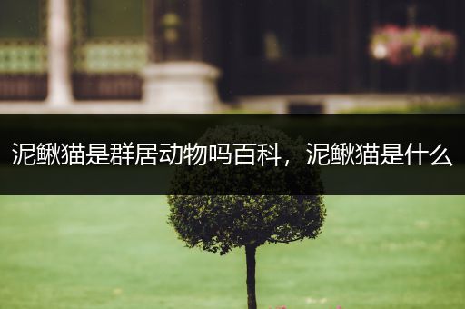 泥鳅猫是群居动物吗百科，泥鳅猫是什么