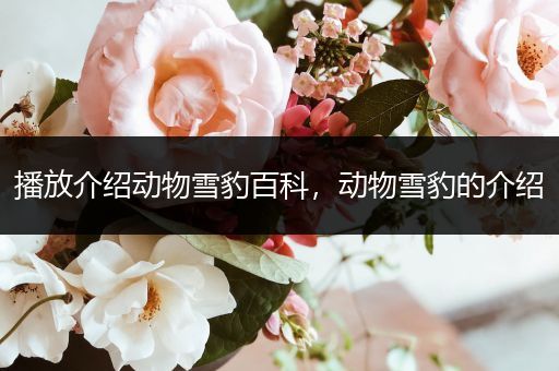 播放介绍动物雪豹百科，动物雪豹的介绍